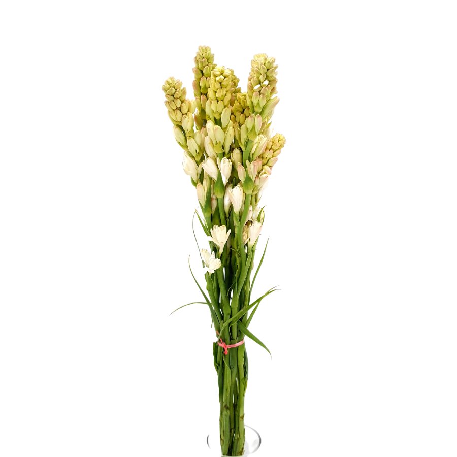 Tuberose (Taiwan)