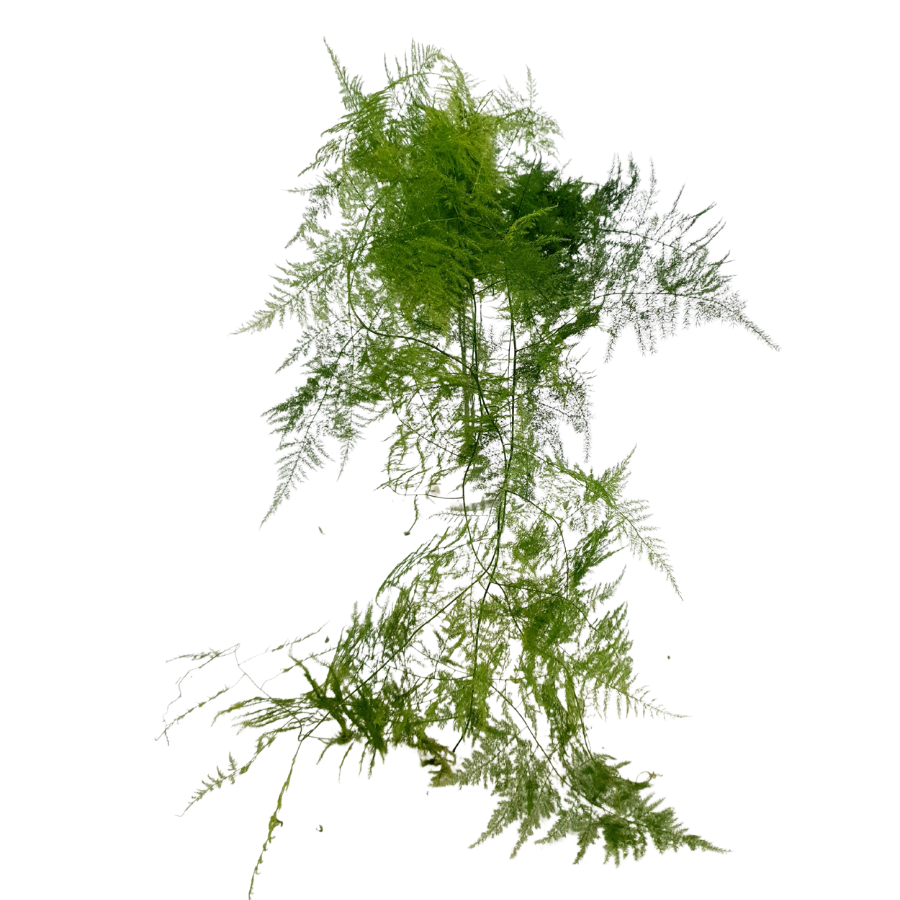 Wedding Fern XL (Malaysia)