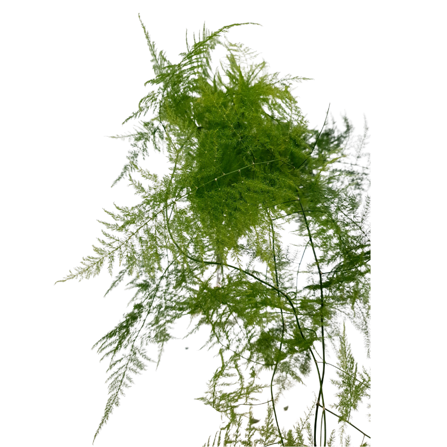 Wedding Fern XL (Malaysia)