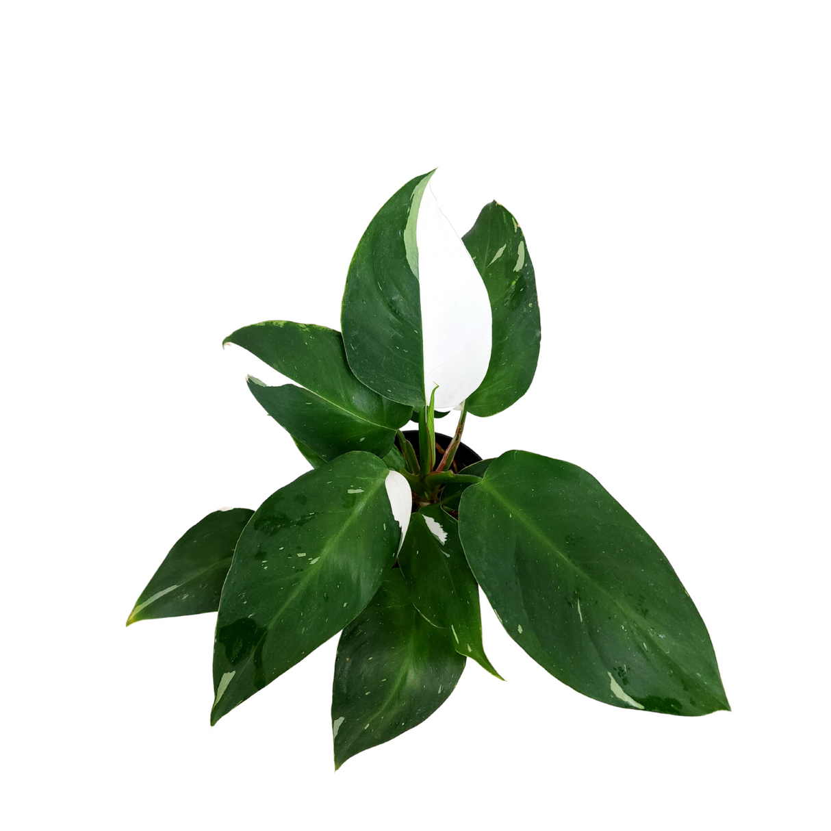 Philodendron White Princess 12cm