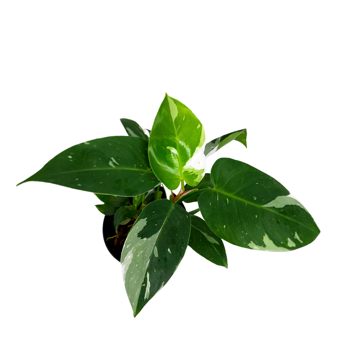 Philodendron White Princess 12cm