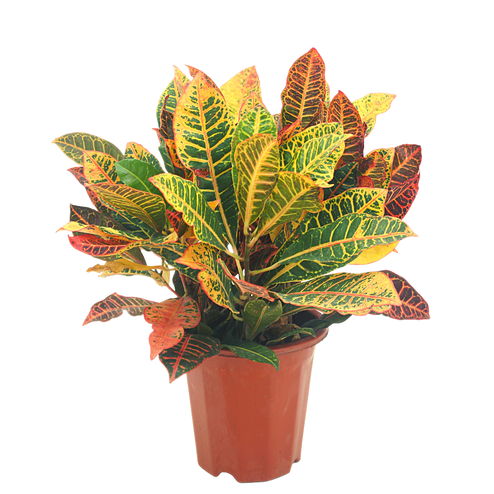 Croton Mix