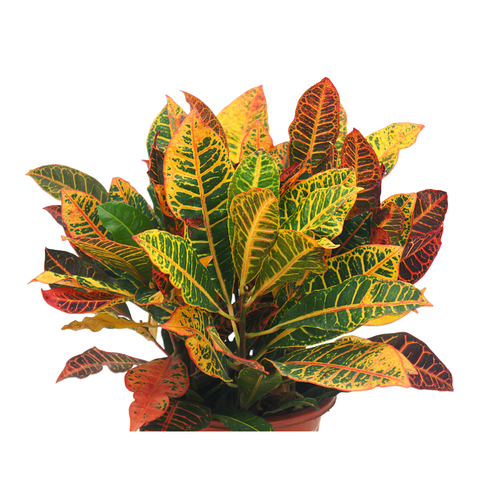 Croton Mix