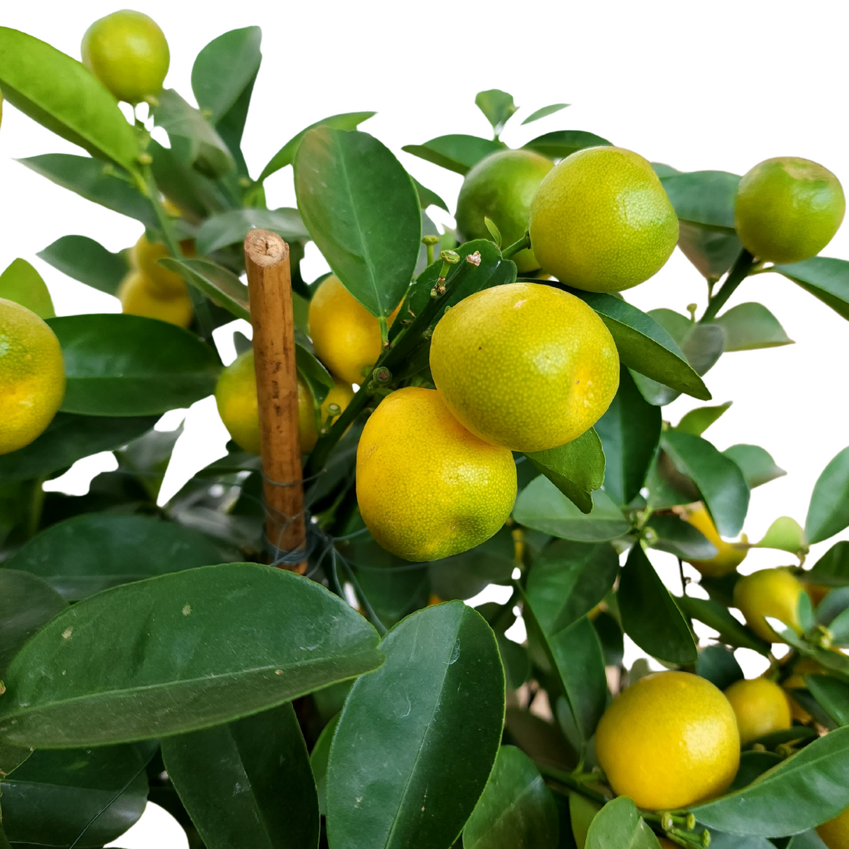 Dragon Mandarin Orange 龙胆桔 (12 inch)