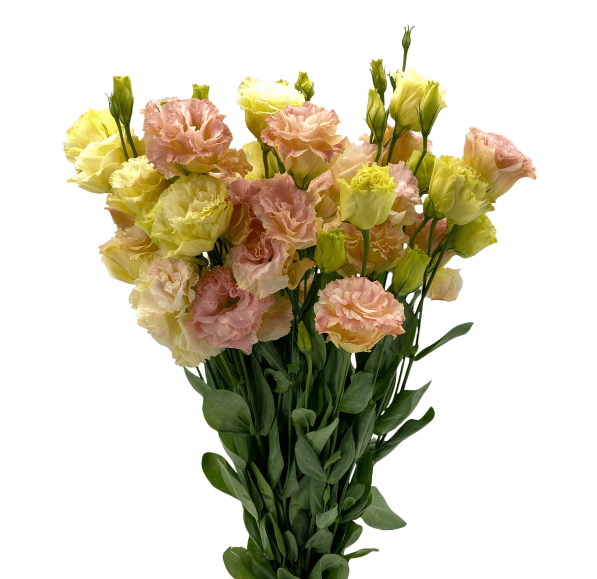 Eustoma Double (China)