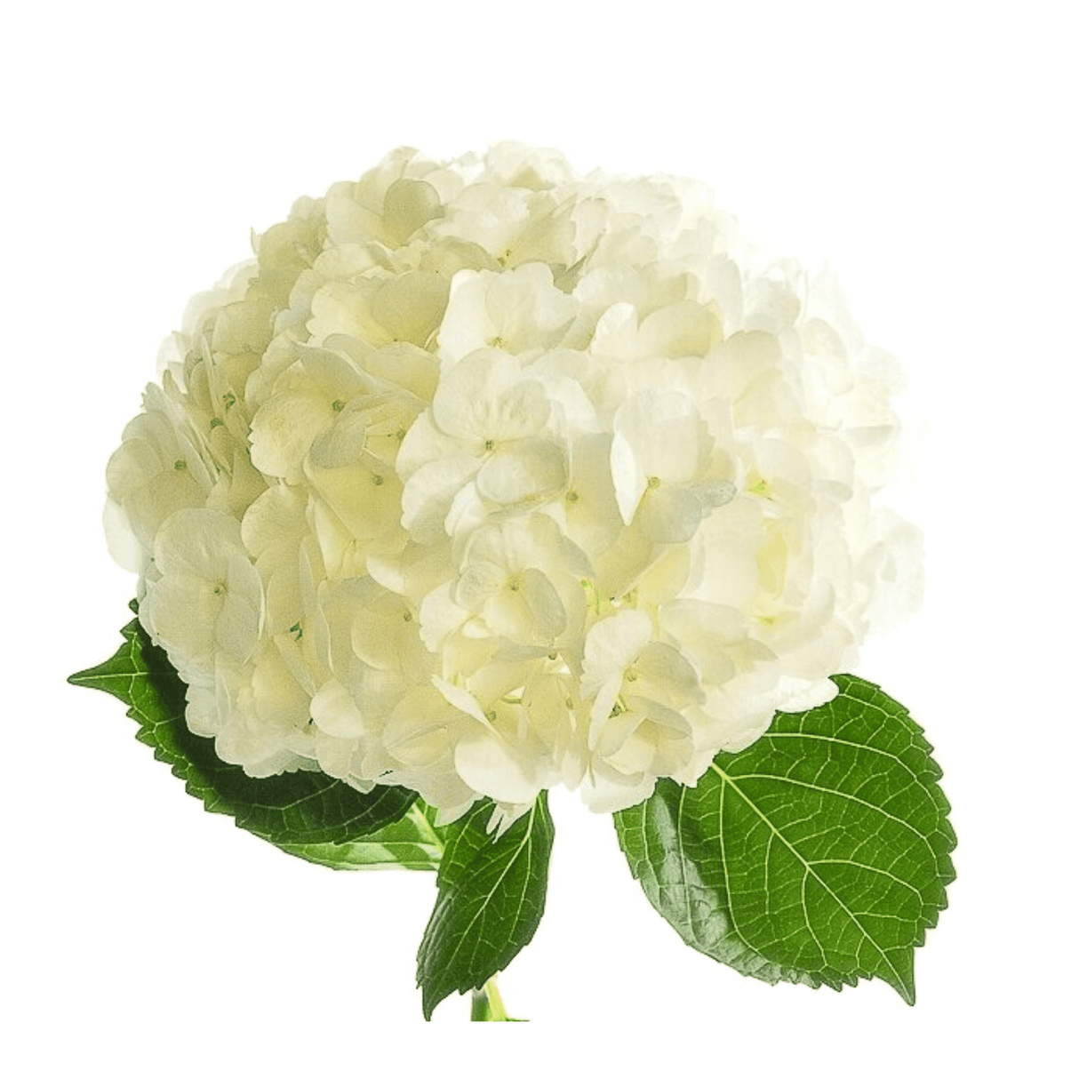 White hydrangea flower bouquet.