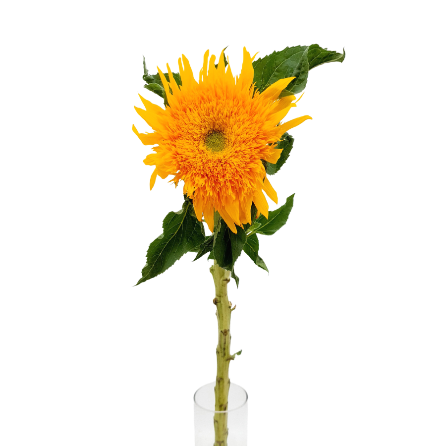 Sunflower Teddybear (China)