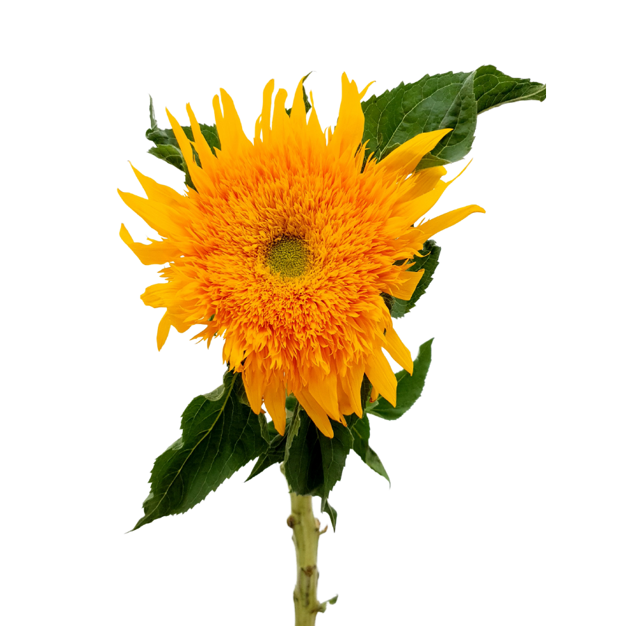 Sunflower Teddybear (China)