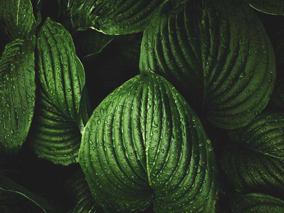 Picture-Perfect Plants for a Stunning National Day Feed