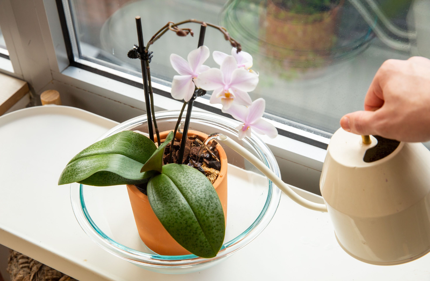 Orchid Care Guide