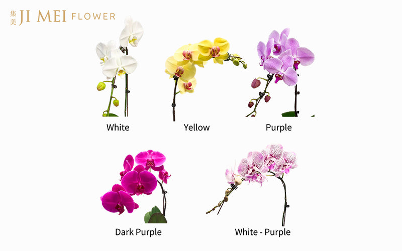 5 Orchid flower variety