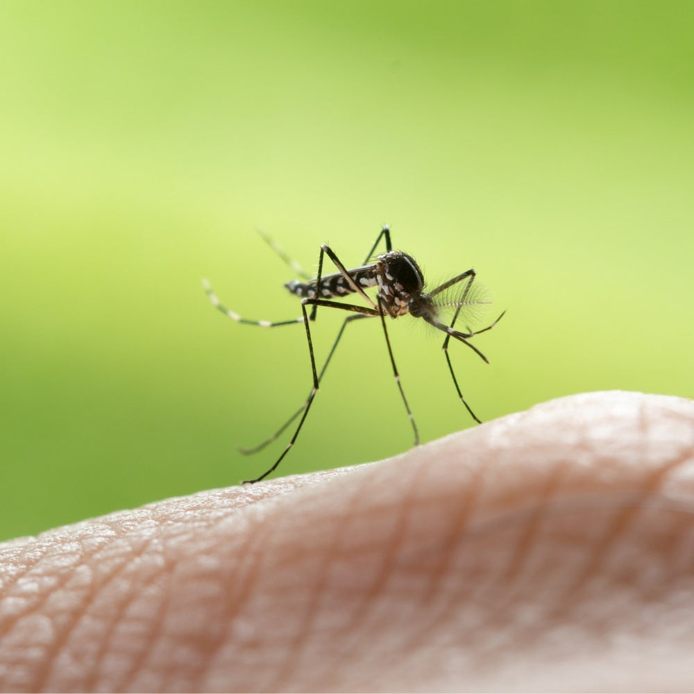 8 Plants That Help Prevent Mosquitoes JM Flower