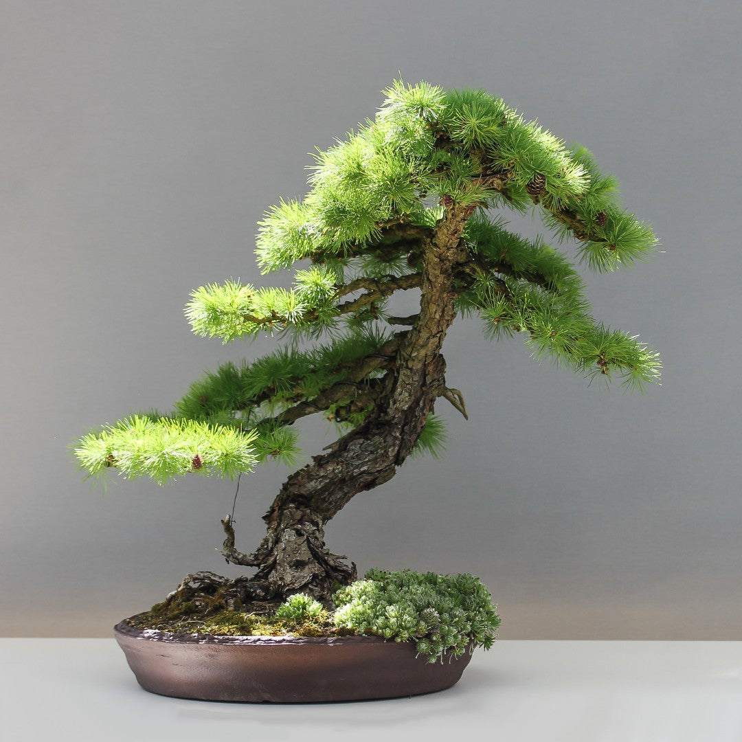 The Art of Bonsai: Cultivating Harmony in Miniature