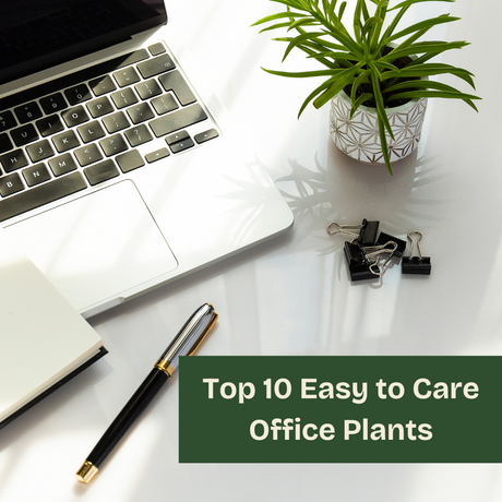 Top 10 Easy to Care Office Plants for Productive Workspace