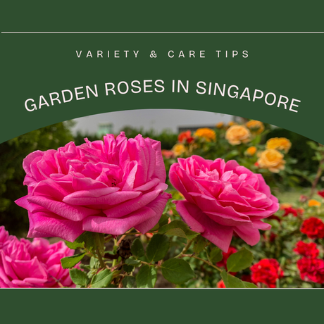 Exploring the Range of Garden Roses in Singapore | Variety & Care Tips