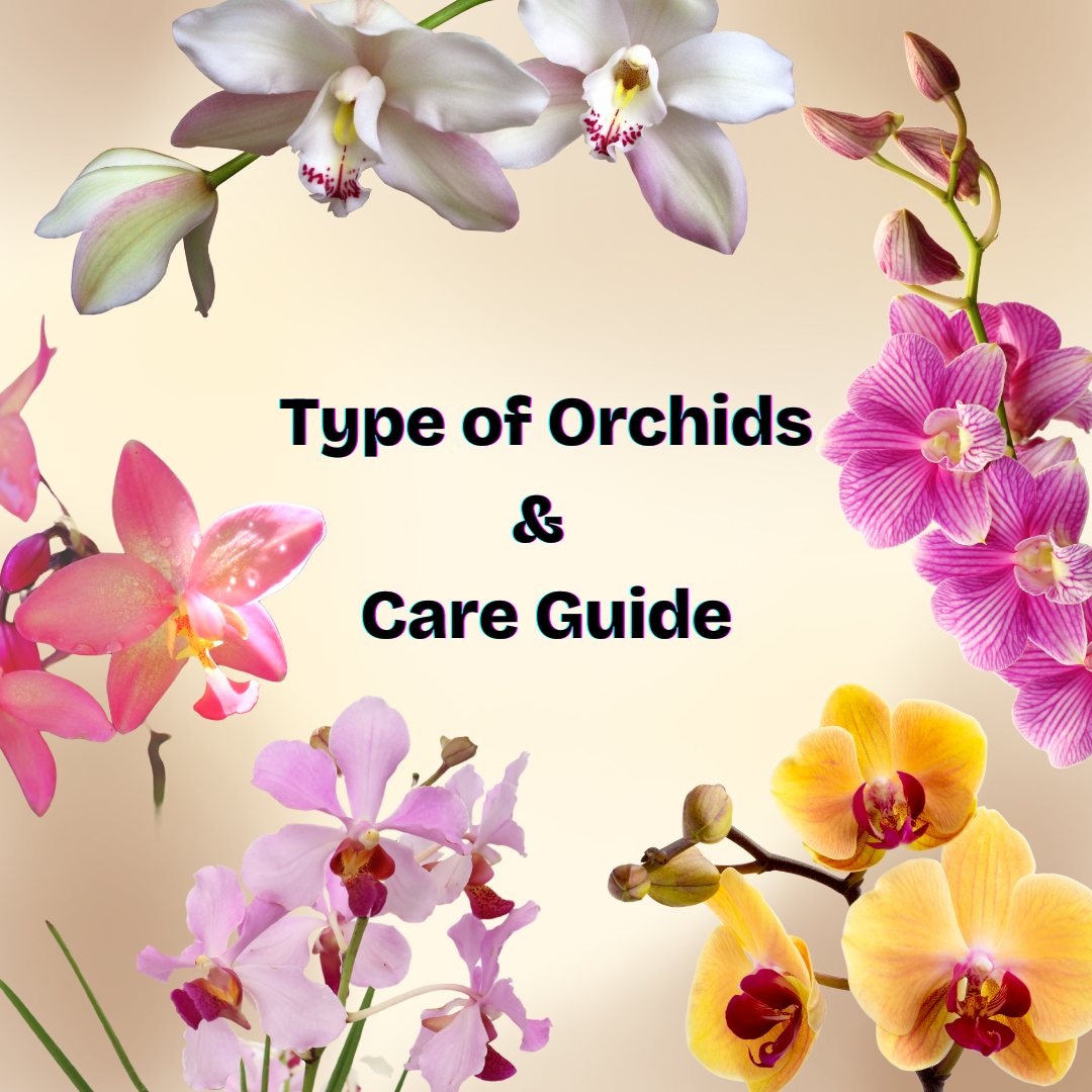 Type of Orchid Varieties & Care Guide