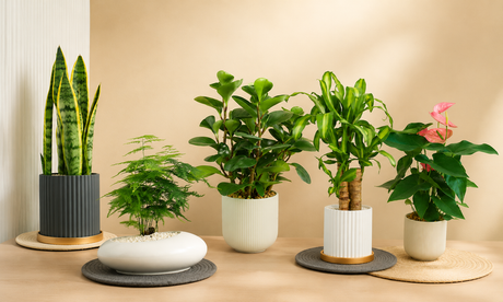 Why Plants Make a Thoughtful Father’s Day Gift