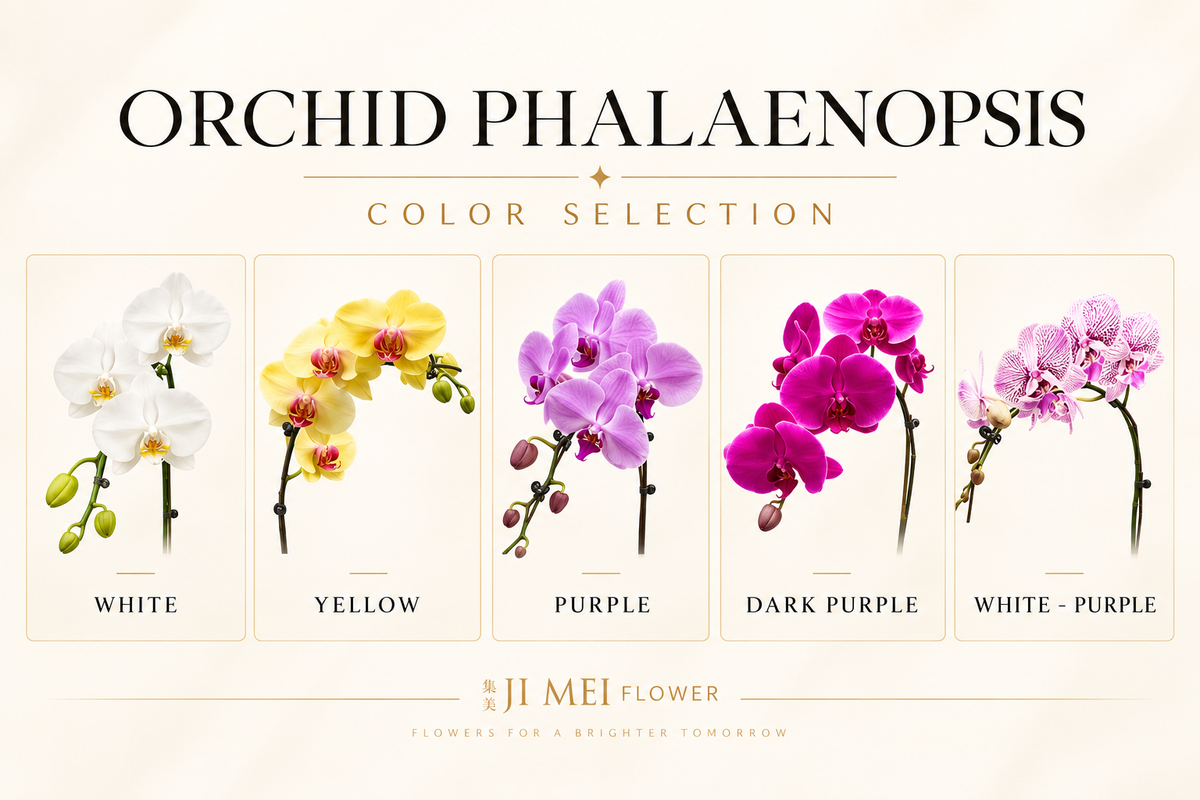 Orchid Meaning, Symbolism & History