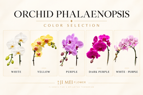 Orchid Meaning, Symbolism & History
