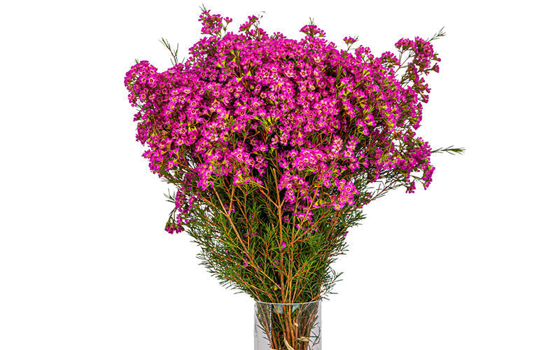 Fresh, vibrant pink flowers that a florist recommends buying.