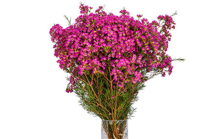 Fresh, vibrant pink flowers that a florist recommends buying.