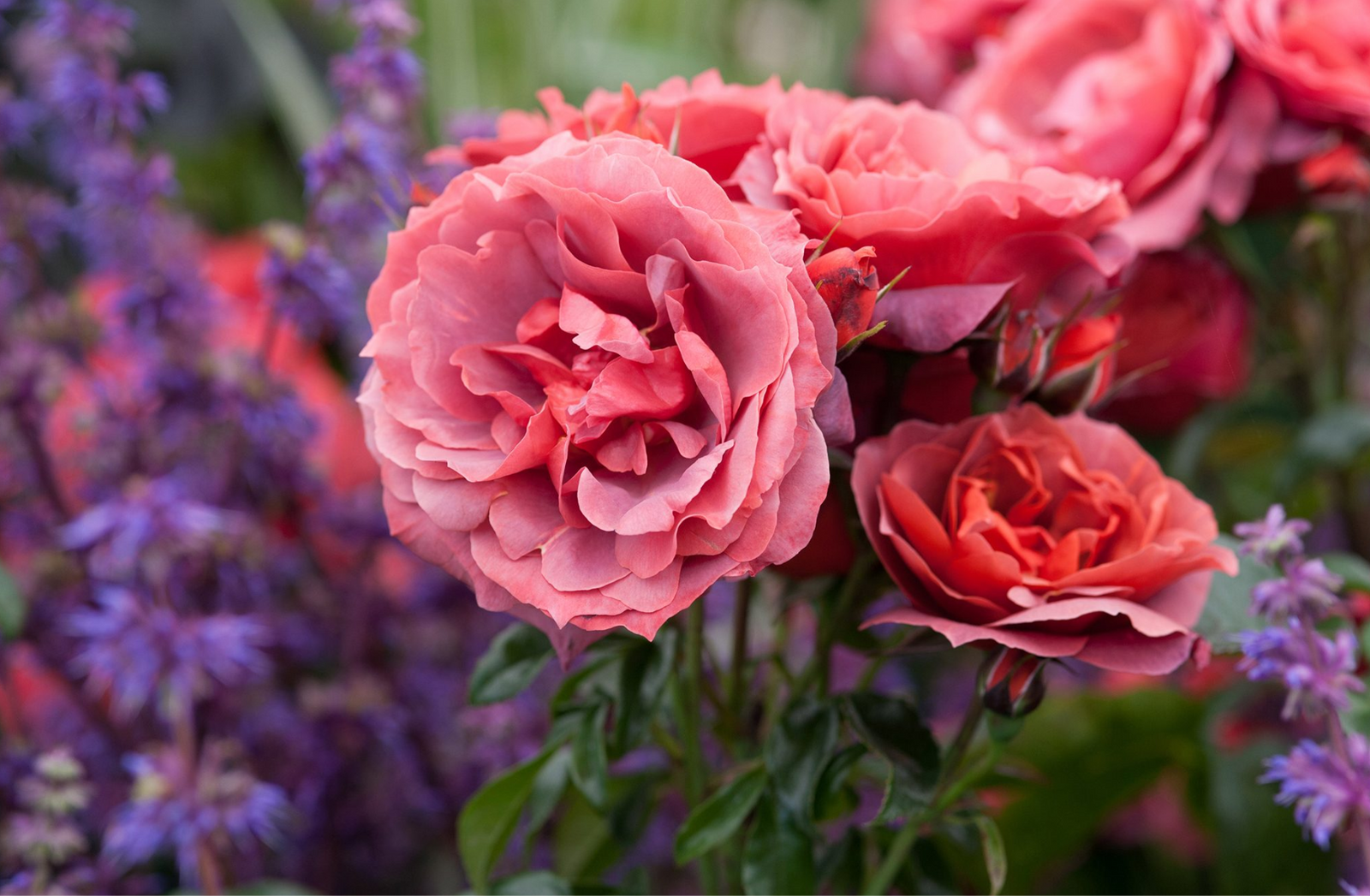 Classic Rose Varieties: The Heritage Roses That Have Stood the Test of Time