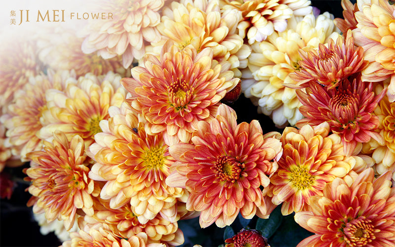 Image of Chrysanthemum flowers