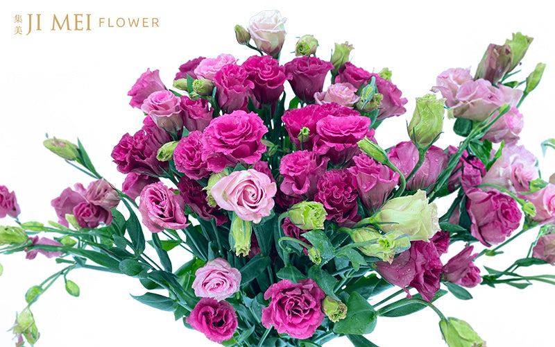 Eustoma In Ear Everything About Eustoma or Lisianthus: History and Symbolism