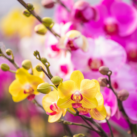 The Enchanting World of Orchids: Exploring Their Beauty and Diversity