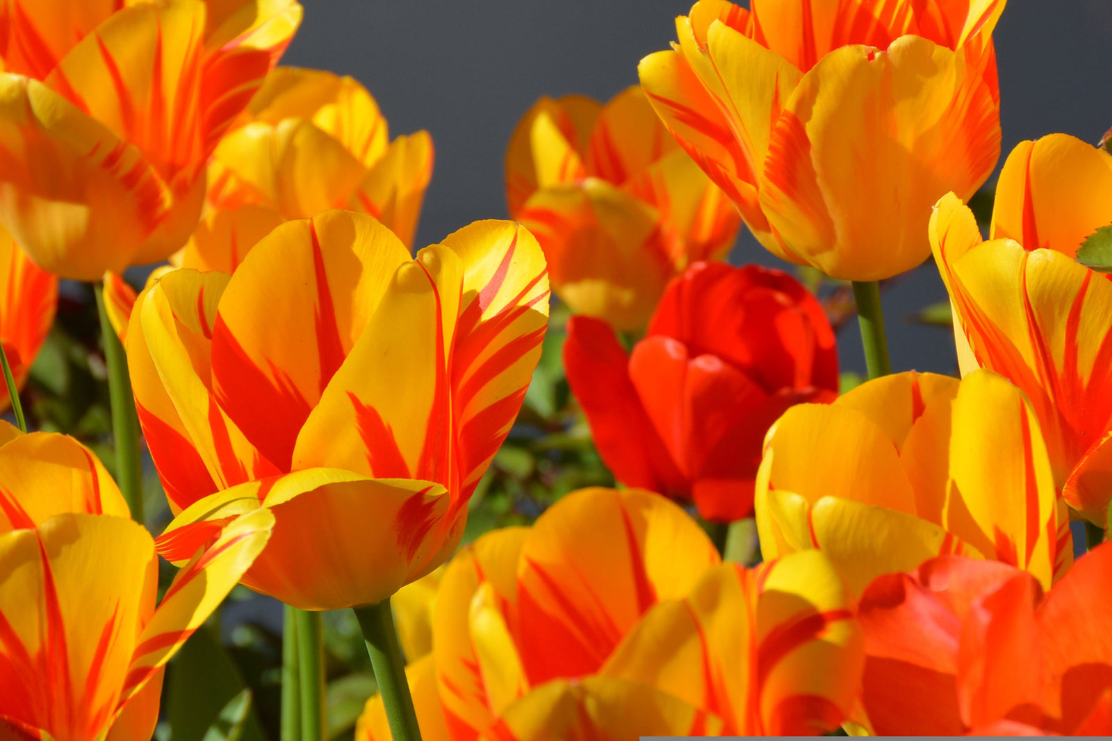 April Blooms: A Guide to This Month's Freshest Flowers