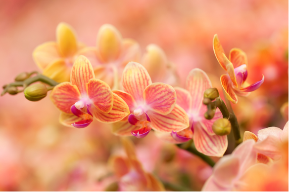 Stunning Orchid Centerpieces for CNY