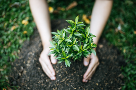 What Your Favorite Plant Says About You?