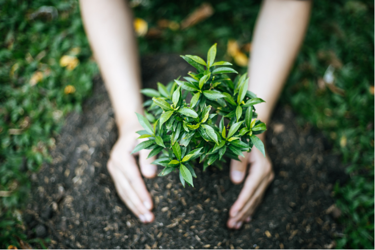 What Your Favorite Plant Says About You?