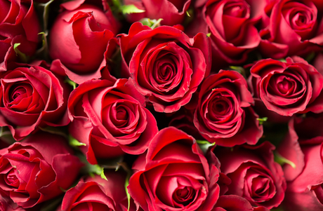 Queen of Flowers: Why Roses Rule