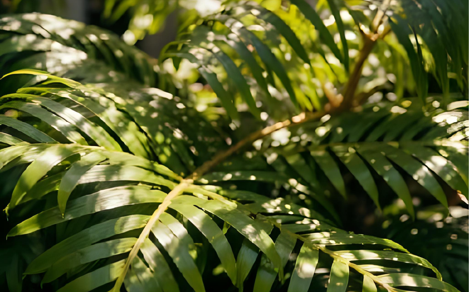 National Day Plant Gifts: Why More SG Folks Are Gifting Plants This Year