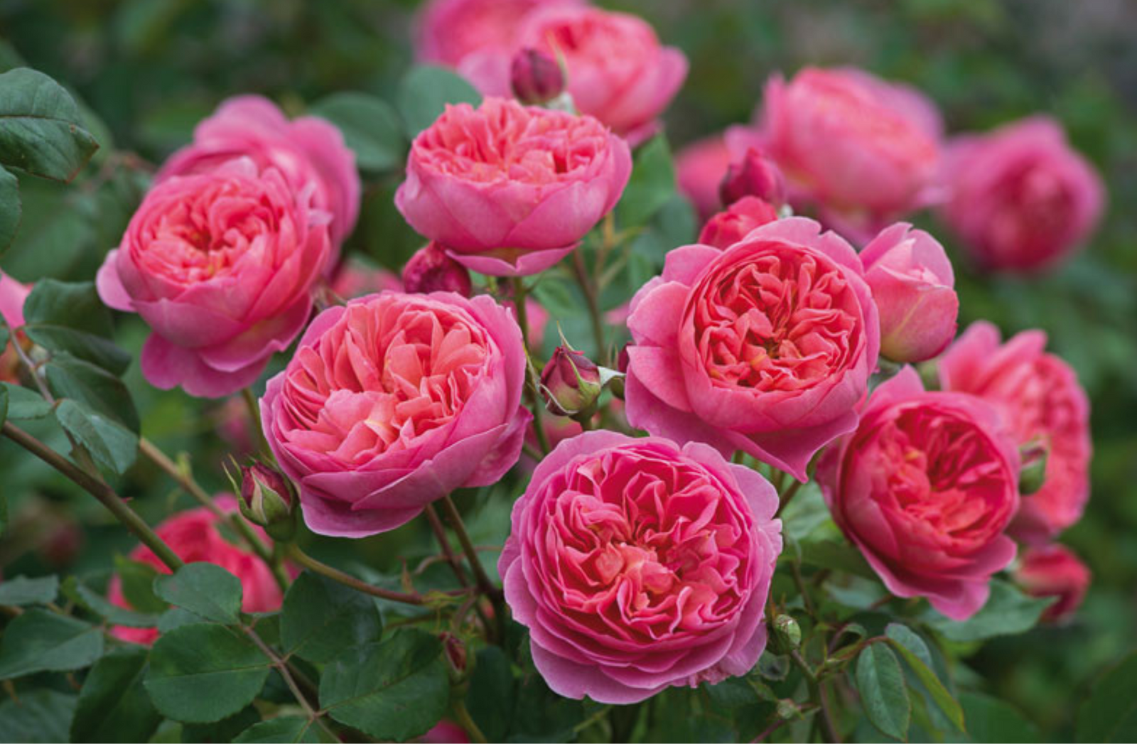 David Austin Roses vs. Traditional Garden Roses: Key Differences