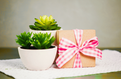 Unique Plant Gift Ideas for Special Occasions in Singapore