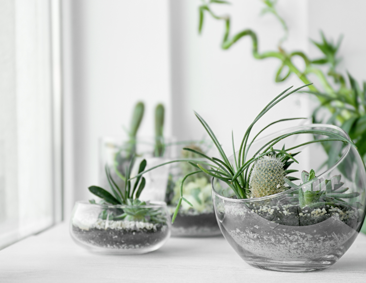 Terrarium Inspiration & Guide