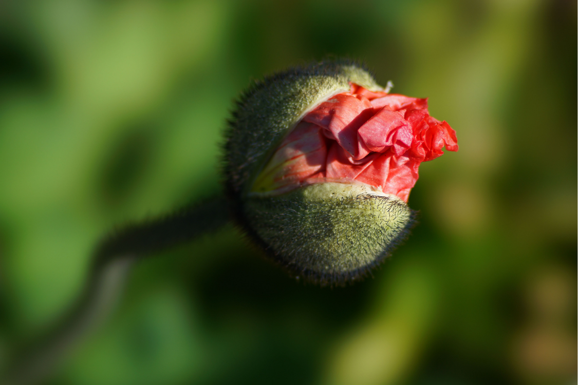 What Flowers Teach Us About New Beginnings