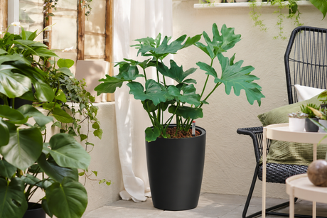 Room by Room: The Best Self-Watering Plants for Every Space in Your Home