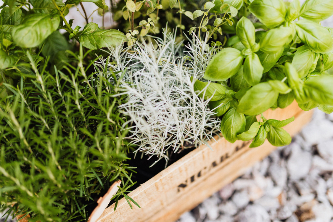 Spice Up Your Life: A Guide to Culinary Herbs You Can Grow in Singapore