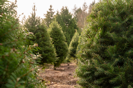 The Journey of a Real Christmas Tree: From a USA Farm to Your Door