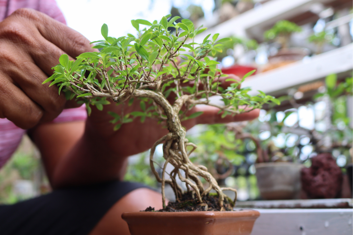 The Beginner's Guide to Keeping Plants Alive in a Singapore Home