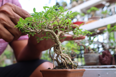 The Beginner's Guide to Keeping Plants Alive in a Singapore Home