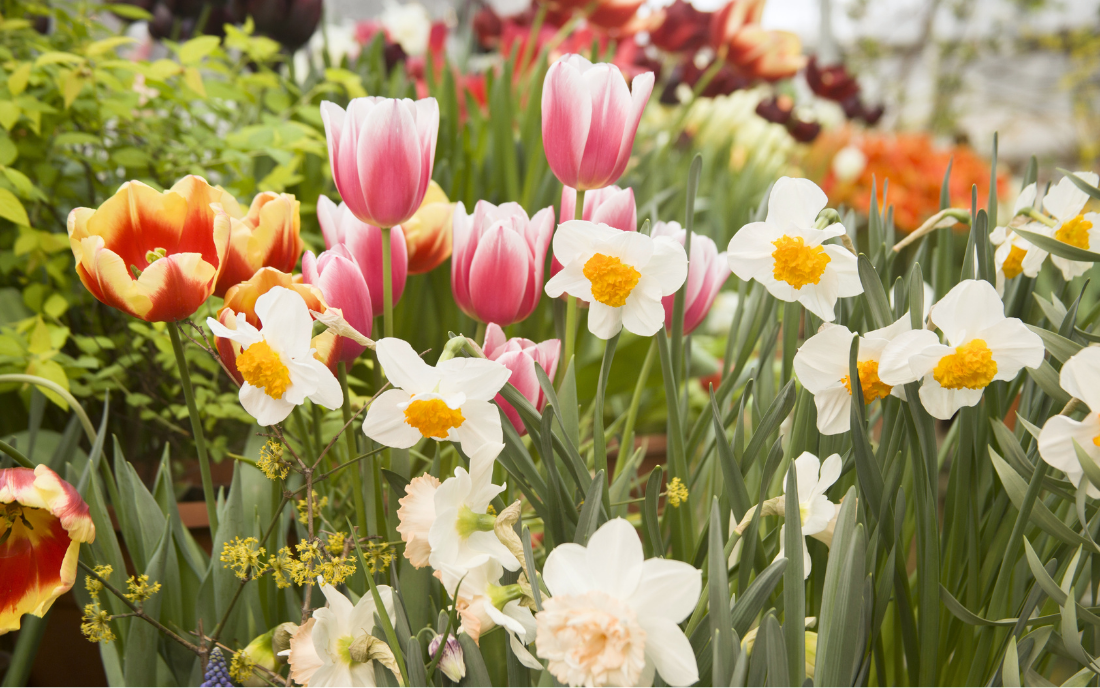 Spring Awakening: Flowers That Signal New Beginnings