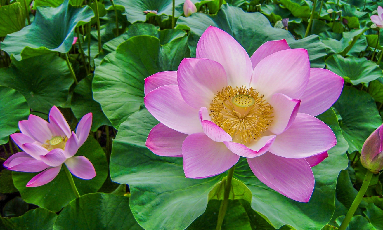 Vesak Day: The Meaning Behind the Flowers