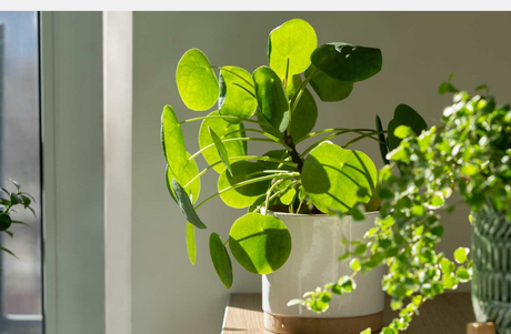 Top 10 Money Plants