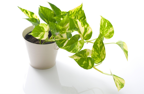 How to Grow and Care for Your Money Plant: A Complete Guide