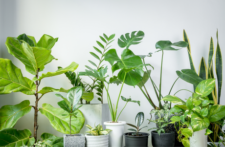 Low-Maintenance Plants: Thoughtful Birthday Gifts That Thrive with Minimal Care