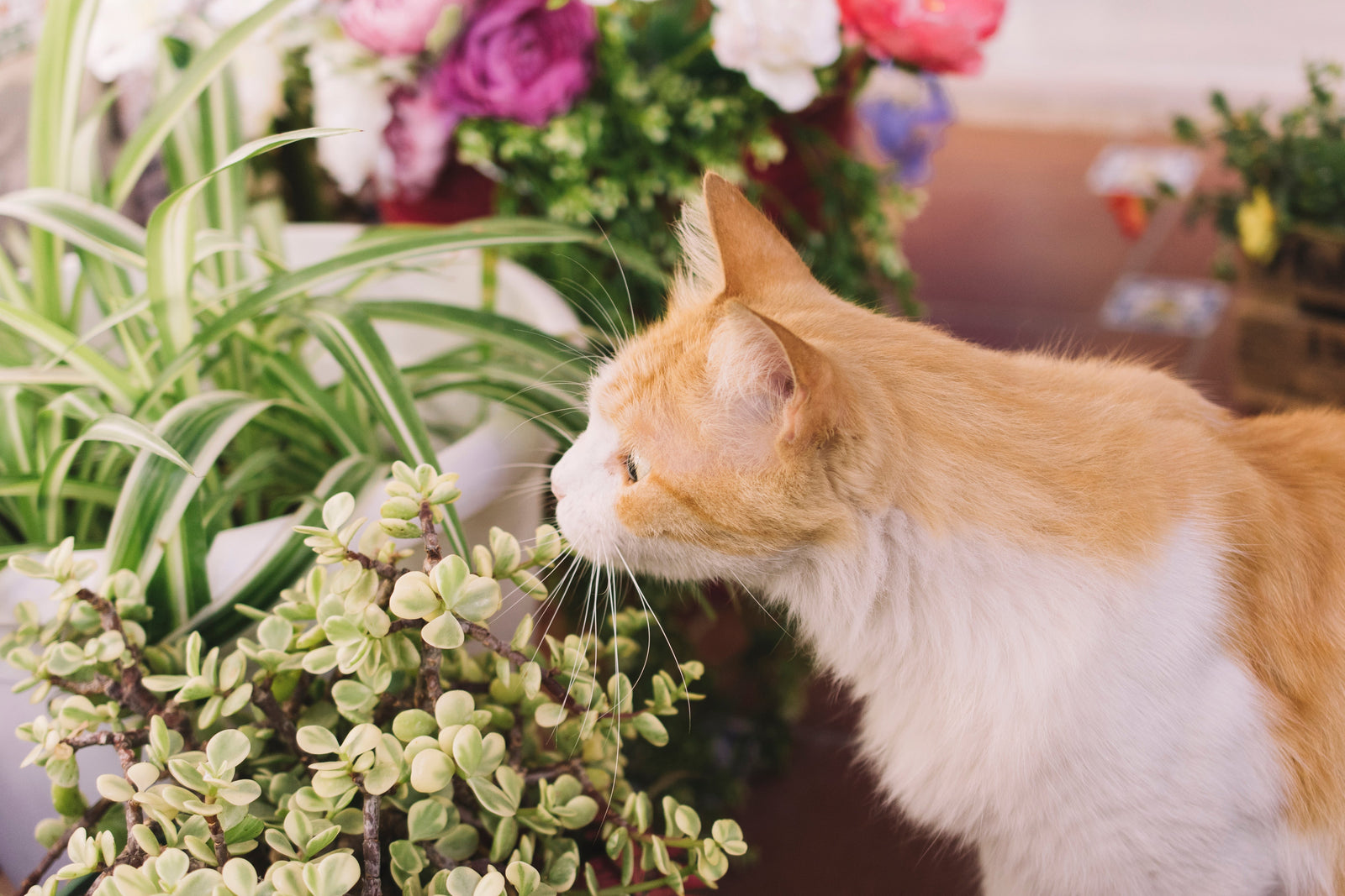 Pet-Friendly Flowers and Plants for Your Home